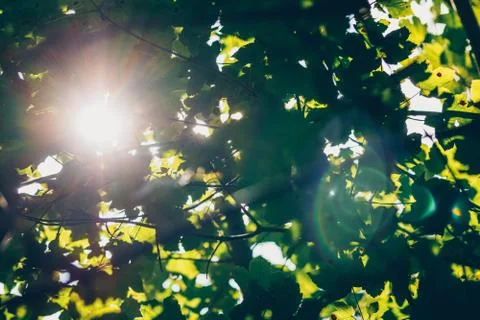 Under woods in the forest with ray of the sun Foto stock