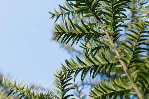 Under a young yew tree branches and blue sky Stock Photos
