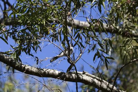 Underbelly of a Blue Jay Stock Photos