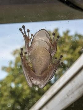 Underbelly Cuban Treefrog Stock Photos