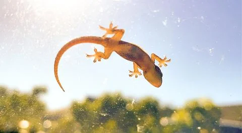 Underbelly Stock Photos
