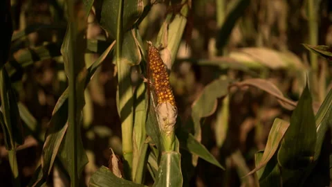 Underdeveloped corn ear on drought-stressed maize plant during hot summer. .. Stock Footage 341956274