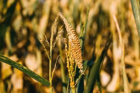 Underdeveloped corn ear on drought-stressed maize plant during hot summer. .. Stock Photos