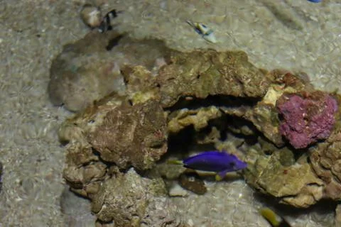 Underground cave for fish. Background copy space for text on the themes of to Stock Photos