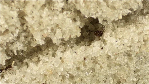 Underground fire ants Stock Footage 133146410