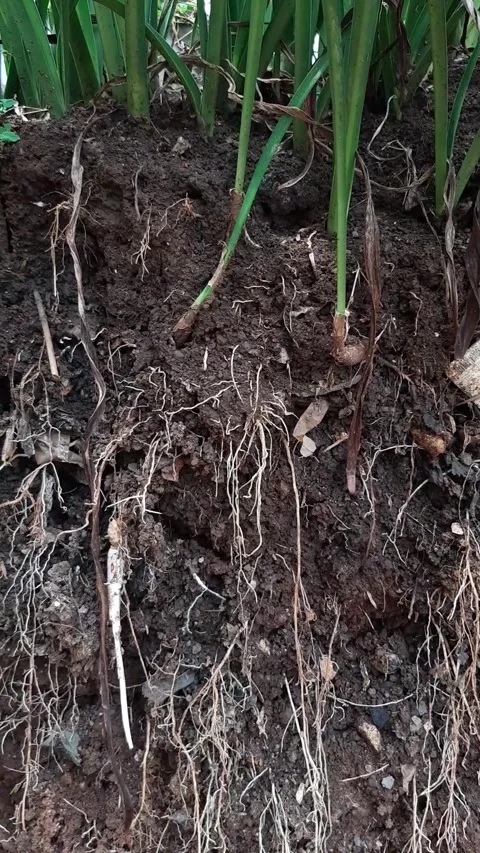 Underground grassroots in the soil, grass with underground roots and soil Stock Footage 286331408