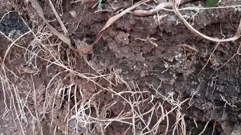 Underground grassroots in the soil, grass with underground roots and soil Stock Footage 286331960
