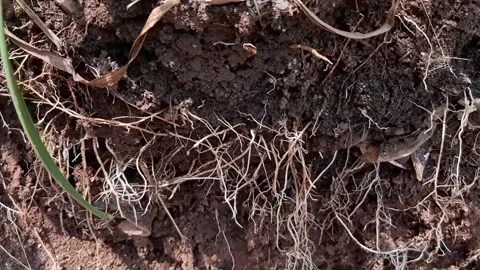 Underground grassroots in the soil, grass with underground roots and soil Stock Footage 286331974