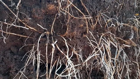 Underground grassroots in the soil, grass with underground roots and soil Stock Footage 286331982