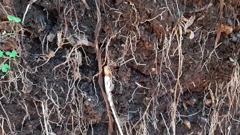 Underground grassroots in the soil, grass with underground roots and soil Stock Footage 286332007