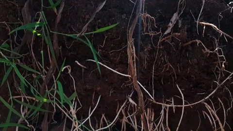 Underground grassroots in the soil, grass with underground roots and soil Stock Footage 286332018