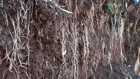Underground grassroots in the soil, grass with underground roots and soil Stock Footage 286332029