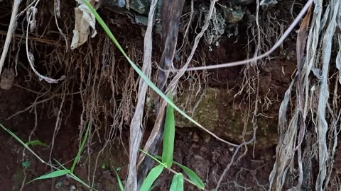 Underground grassroots in the soil, grass with underground roots and soil	 Stock Footage 326296259