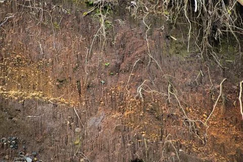 Underground layer in a cross-section of the earth, eroding the soil with pl.. 스톡 사진