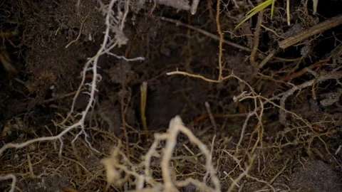 UNDERGROUND MACRO, SLIDER SHOT.  IN 4K.  NO PEOPLE. Vídeos de archivo 171888190