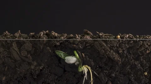 Underground Seed Time Lapse Germination GMO Experiment Видео 97990641