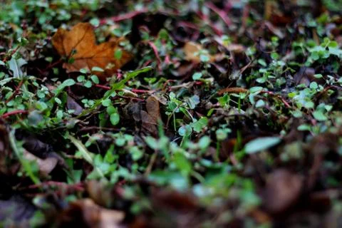 Undergrowth 01 Stock Photos