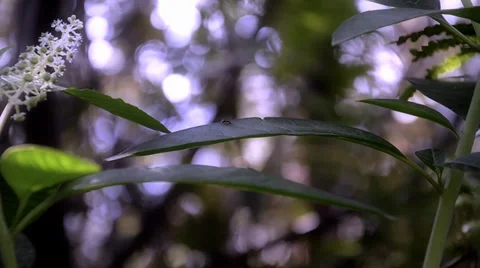 Undergrowth Stockbeeldmateriaal 34354758