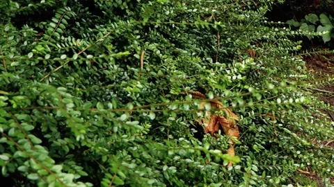 Undergrowth Stock Footage 246487454
