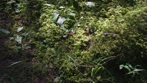 Undergrowth Video stock 296234304