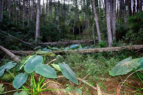 Undergrowth of forest, with fallen trees Stock-Fotos