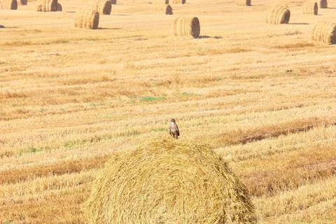 Undergrowth on a haystack in a field of mown wheat Stock Photos