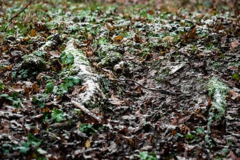 Undergrowth Stock Photos