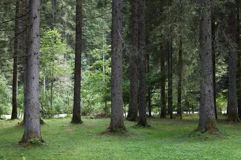 Undergrowth Stock Photos