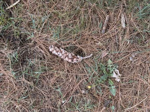 Undergrowth pine needles fallen with pine cone Stock Photos