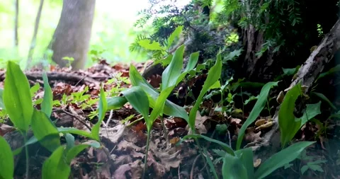 Undergrowth in spring Stock Footage 212131473