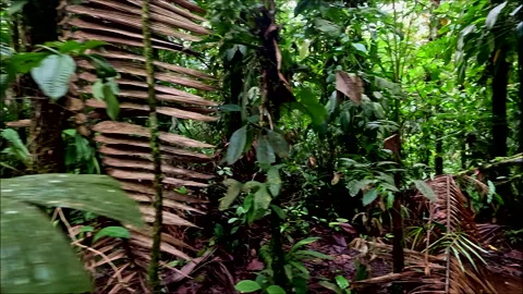 Undergrowth of a tropical forest, dead leaves among small trees and plants Video stock 336916059