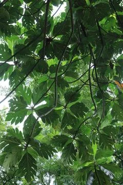 Underleaf Perspective in Tropical Forest. Stock Photos