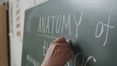 Underlining Word Anatomy on Chalkboard Stock Footage 207727583