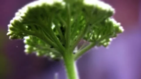 Underneath an achillea flower Video stock 10824333