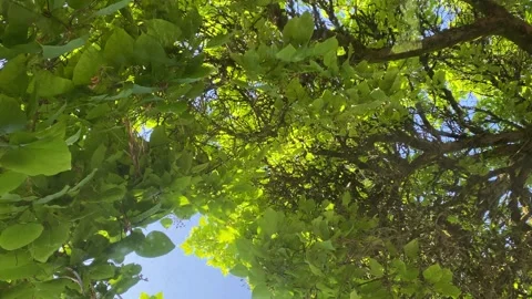 Underneath and Looking at a Green Tree Stock Footage 280080350
