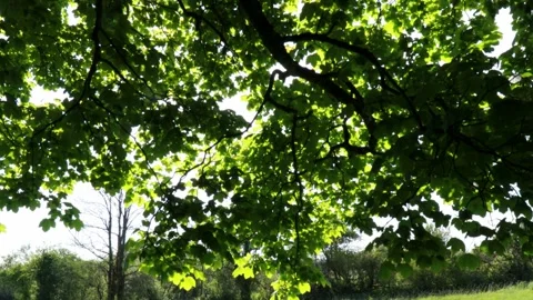 Underneath the branches of an old oak tree Stock Footage 274932570