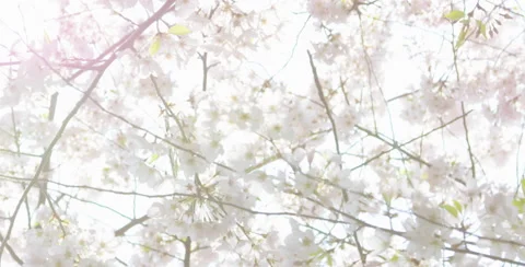 Underneath cherry blossoms with bright light in left corner Stock Footage 64018428