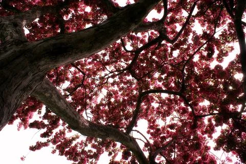Underneath The Cherry Tree Stock Photos