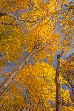 Underneath the Colors of Fall Stockfoto's