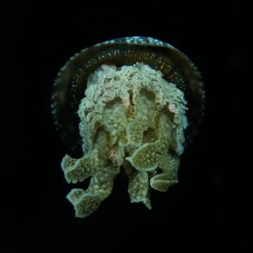 Underneath the dome Stock Photos