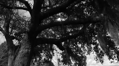 Underneath large shaded tree in open field Vídeos de archivo 45531755