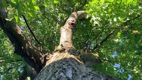 Underneath looking up into maple tree on windy day Stock Footage 225494762