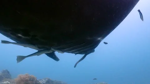 Underneath a melanistic manta 4K Stock Footage 259608960