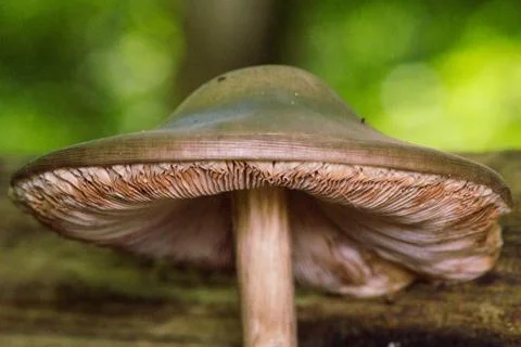 Underneath a mushroom in forest Stock Photos