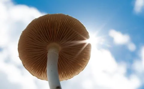 Underneath a Mushroom 写真素材