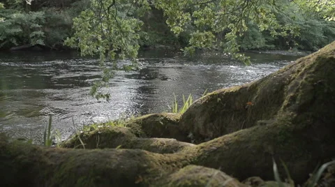 Underneath An Old Oak Tree By A Quiet Riverside Stock Footage 60260405