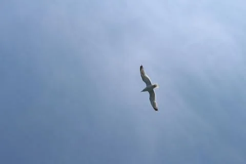 Underneath a Seagull Stock Photos