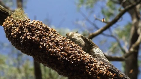 Underneath Swarm of Bees - no audio Stock Footage 126684808