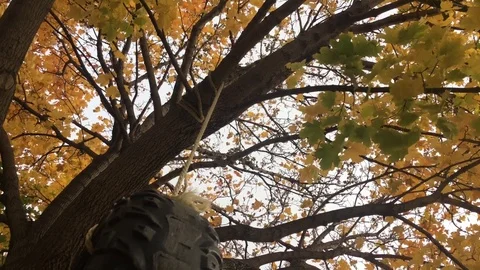 Underneath Tire Swing Fall Tree Video stock 81676276