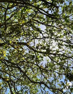 Underneath a tree canopy 스톡 사진